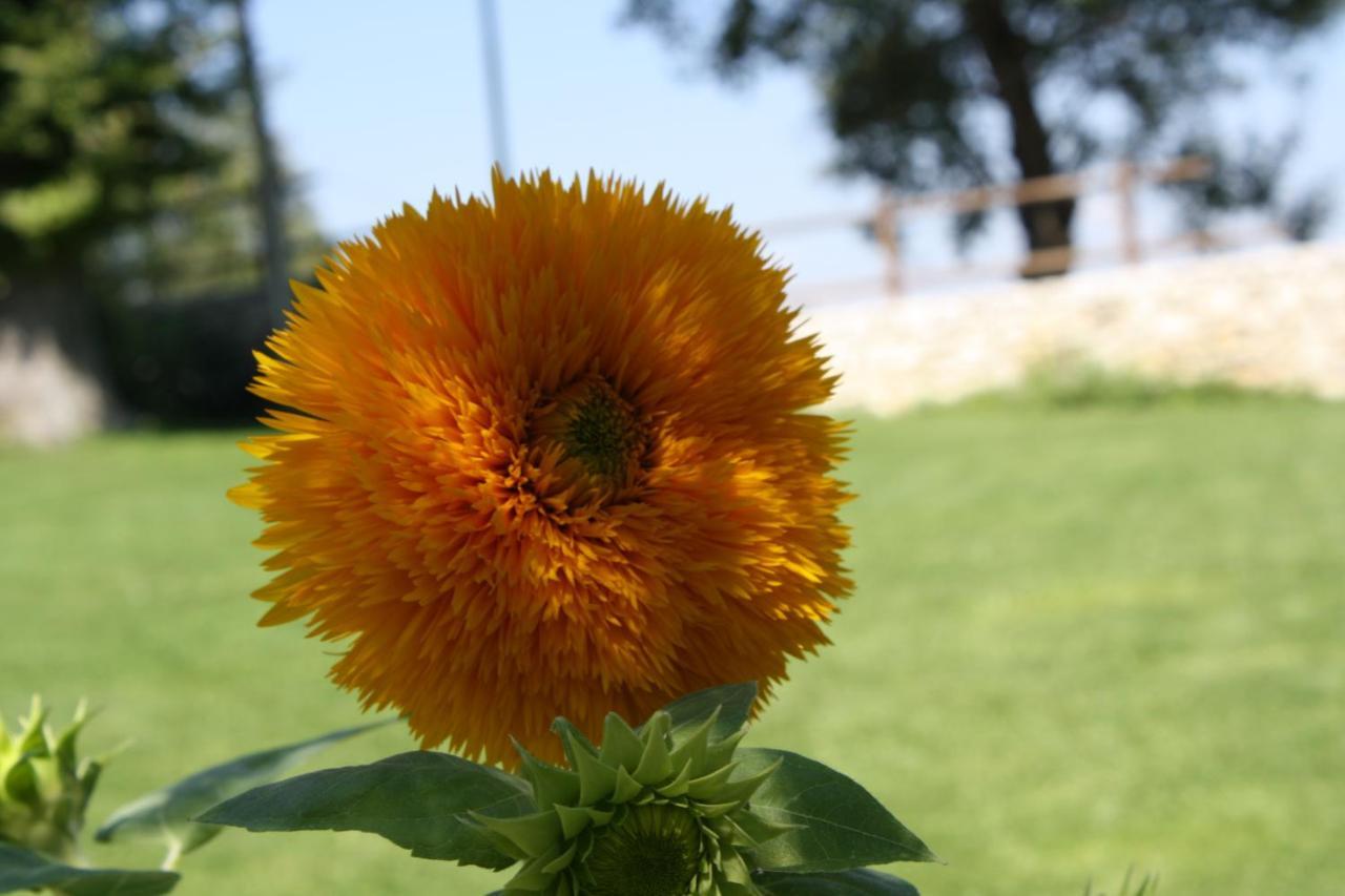 קרמאניקו טרמה Locanda Del Barone מראה חיצוני תמונה